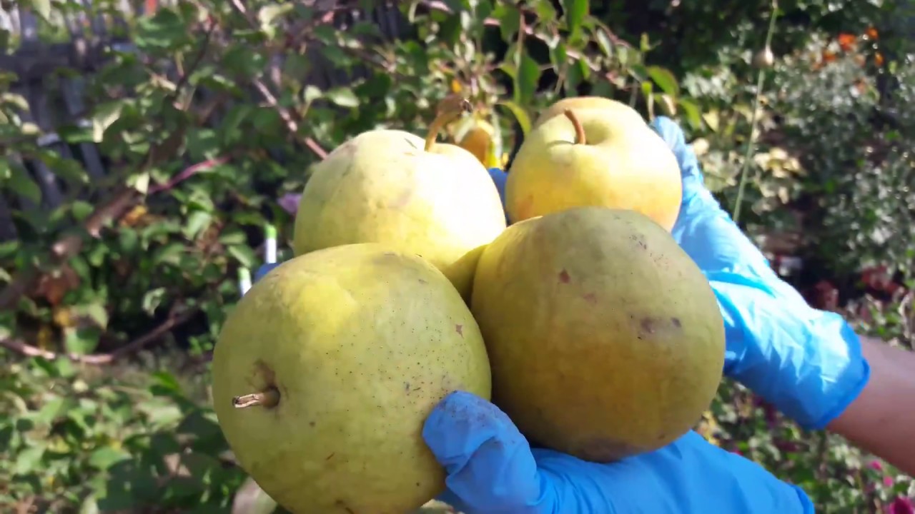 Груша сорта сварог отзывы. Груша веселинка. Груша сорт перун. Груша веселинка. Сорт груши сварог.