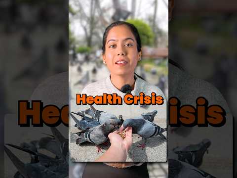 The DARK Side of Feeding Pigeons In India | A Growing Pigeon Menace