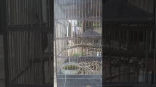 Download lagu KOAK KAOK IKUTI TIRUAN SUARA TUANNYA mp3