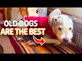 Old Dogs Are The Cutest PAWSOME PETS