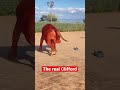 Clifford The Big Red Dog Clifford Cliffordthebigreddog