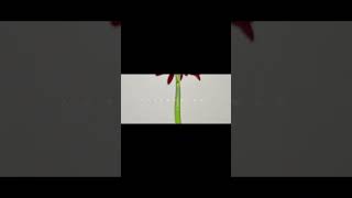 ヨルシカ LIVE TOUR 2025「盗作再演」盗作/創作セトリメドレー Guitar＆Basscover byフクレモ.  #盗作live  #キタニタツヤ【#盗作】【#ヨルシカ】【#盗作再演】