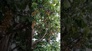 Download lagu Buah dukuku lebat, Desa Arahan,  Kecamatan Merapi Timur,  Kabupaten Lahat(4) mp3 Download lagu Buah dukuku lebat, Desa Arahan,  Kecamatan Merapi Timur,  Kabupaten Lahat(4) mp3