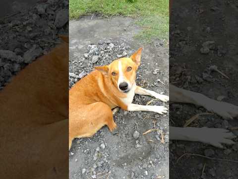 street dog#animal lover niladri #funny #dog lover🐶🤥#Pakistan is dog#short feed #shorts