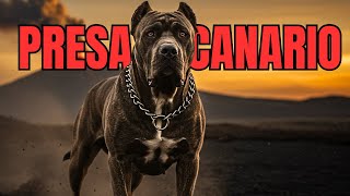 El Perro Más Poderoso del Mundo Nació en un Volcán: La Increíble Historia del Presa Canario