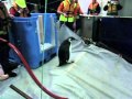 Happy Feet The Penguin Begins Swim Home