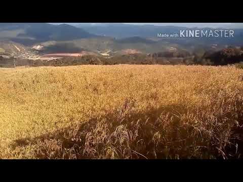 Nplej Siav Siav lawm nawb. Kho Siab kawg lis o ib xyoo dhau mu lawm zuj zu...