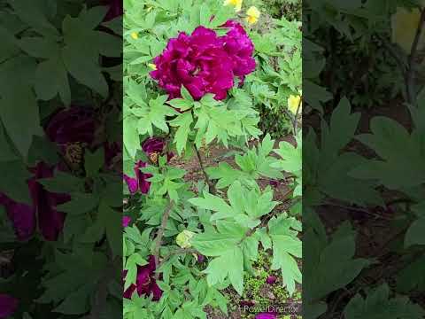 牡丹を鉢に植えて開花させるにはどうすればよいですか？  庭園