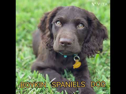 BOYKIN  SPANIEL  DOG @ DRSKSINGH CHANNEL JAI SHREERAM