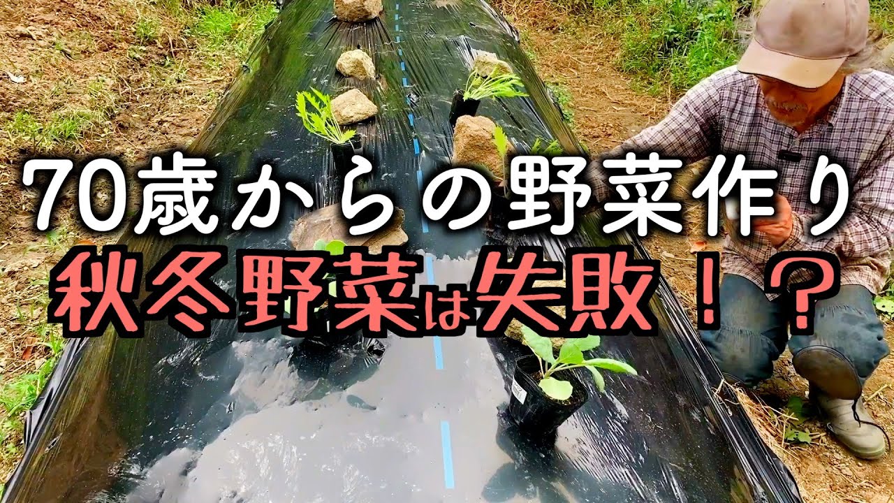 【教えて下さい！！】秋冬野菜の定植に失敗したので再チャレンジします〜72歳ひろしの自然農園〜
