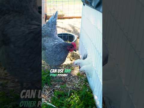 How To Introduce Baby Chickens To The Flock! | Safe Chicken Integration!