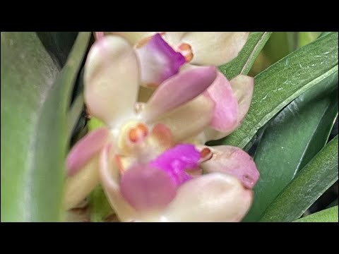 Unboxing orchids for sale! Must-have orchids (in my opinion)