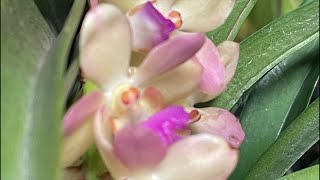 Unboxing orchids for sale! Must-have orchids (in my opinion)