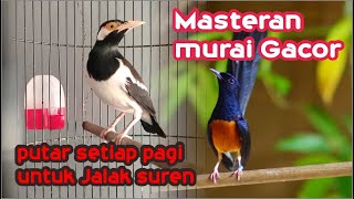 Download lagu Masteran Murai Batu Gacor untuk pastol jalak suren mp3 Download lagu Masteran Murai Batu Gacor untuk pastol jalak suren mp3