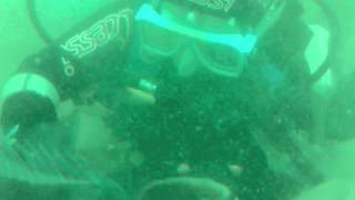 preview picture of video 'Blue Cod eating out of your hand NINE DIVES Picton Dive Boat New Zealand (1).AVI'