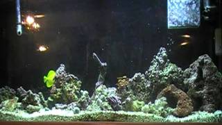 Saltwater 12 Stones 3 Leaf Loser