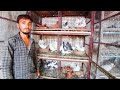 Pigeon in khandwa || karan bhai ke masakali kabootar || indian fantail || fancy pigeon