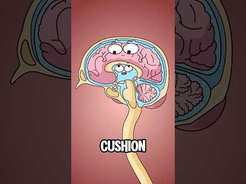 What exactly is hydrocephalus?#animation #funny #shorts #health #trending