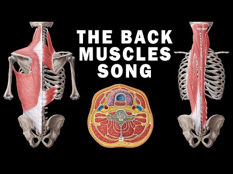 THE BACK MUSCLES SONG