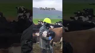 Download lagu 'Babies aren't taken from their mothers for milk!' 👀 mp3