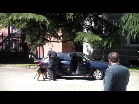 Dimostrazione cane antidroga