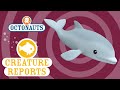 Octonauts Creature Report Dolphin