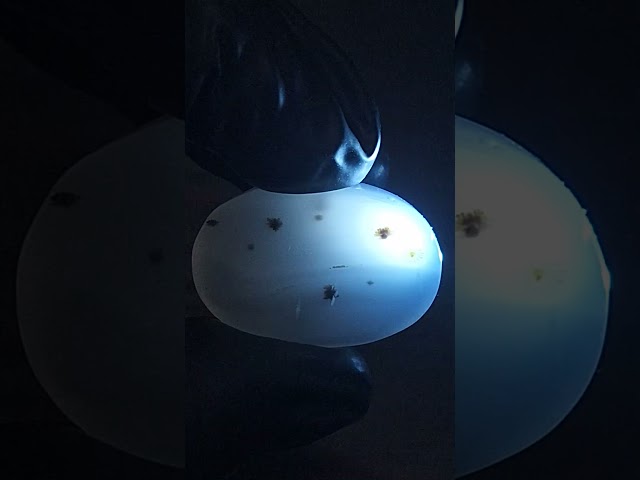 حجر عقيق شجري حجم راهي طبيعي