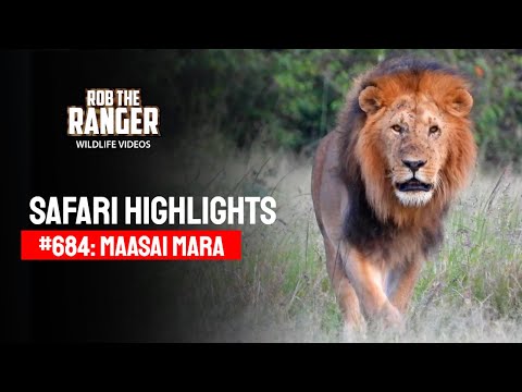 Safari Highlights #684: 02 & 03 April 2022 | Lalashe Maasai Mara | Latest #Wildlife Sightings