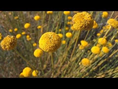 Abrótano: Santolina rosmarinifolia