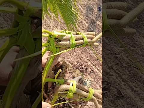 #shorts #agriculture #farming2024 #satisfying #machine #shot #EliteShortsUnleashed #3598