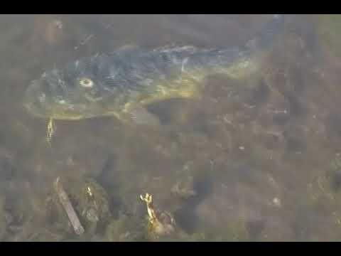 Rhamdia quelen - Bagre sapo o lagunero. La Toma, San Luis.