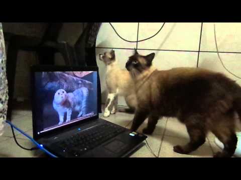 REAÇÃO DOS MEUS GATOS!!!