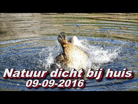 Natuur dicht bij huis,09 09 2016