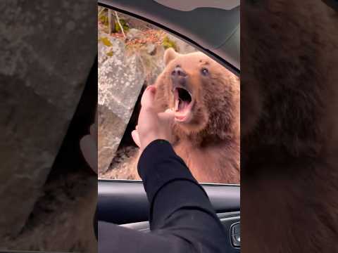 Bears on the road in Romania 😱😳 #bears