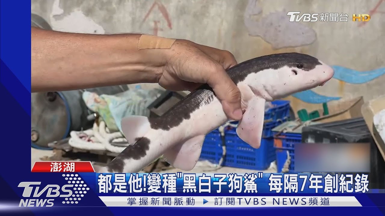 都是他!變種「黑白子狗鯊」 每隔7年創紀錄