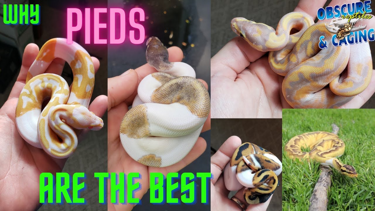 Pied Ball Pythons Are The Best!
