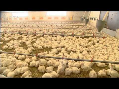 Das Leben eines Masthuhns Dokumentation