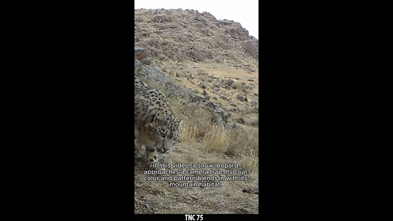 Up Close with Snow Leopards