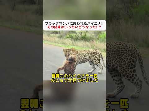 ブラックマンバに襲われたハイエナ！ その結末はいったいどうなった！？ #ハイエナ #ブラックマンバ #野生動物 #自然界 #動物観察