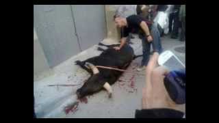preview picture of video 'Abatido un toro que se ha escapado de un festejo en Tauste, hiriendo a una joven'