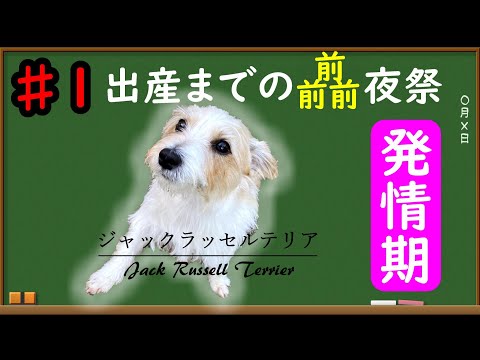犬の出産後、発情期になるまでどれくらいかかりますか?