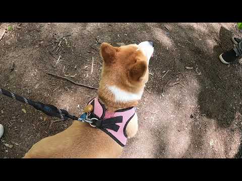 WaldenPond Vlog 05/21/2020