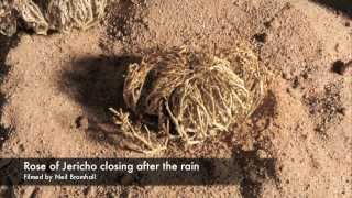 Life cycle, Rose of Jericho resurrection plant time lapse