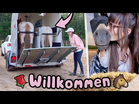 Der große Tag: Unsere Pferde ziehen auf den Rosenhof 🥹