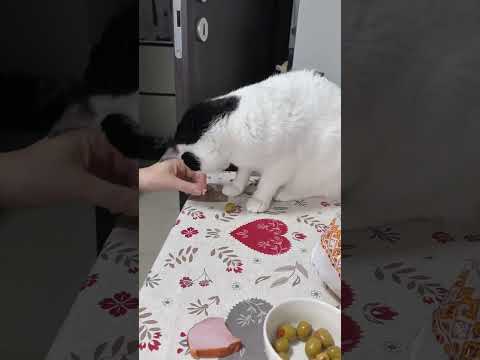 O pisică care este vegană