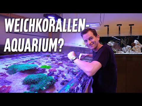 We're building a soft coral aquarium - New stock for the DD Pro Reef 1200 / Part 2