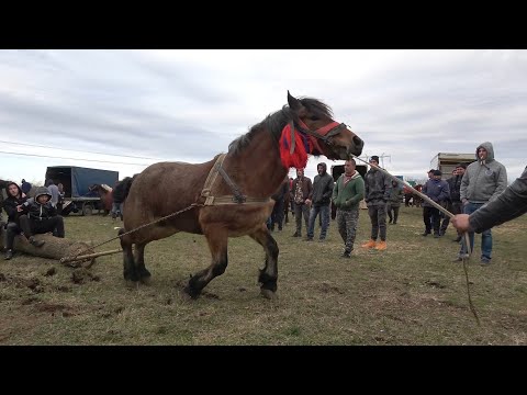 Targ expozitional de cai, Mediesu Aurit, Satu Mare 25 Feb 2020 Nou!!!