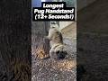 Pug Does INSANE 12 Second Handstand