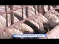 10 TPH Powdery Goat Manure Fertilizer Making Line