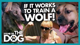 Trained Wolf Teaches Owner the Dangers of &#39;Dominating&#39; Your Dog | It&#39;s Me or The Dog